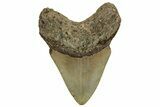 Fossil Megalodon Tooth - North Carolina #255231-1